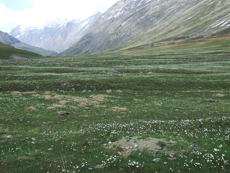 un metro quadrato di  paradiso - parco del gran paradiso